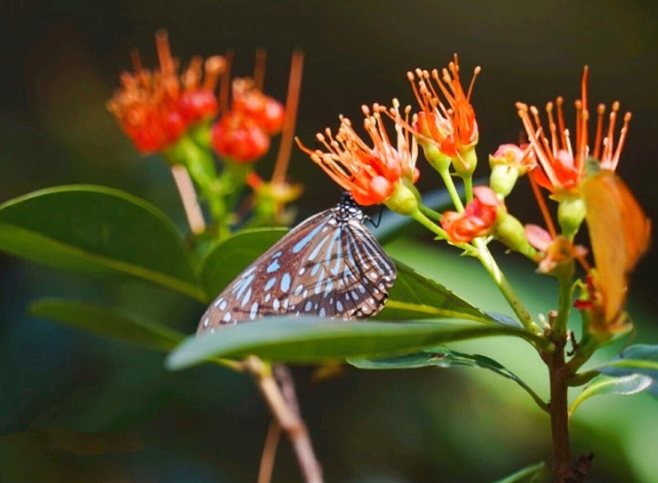 Butterfly Rainforest Dome