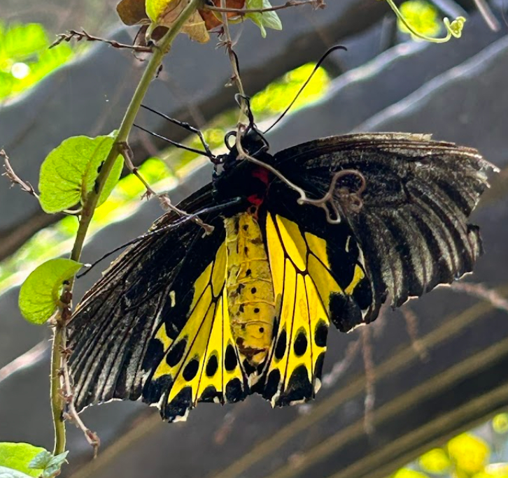 Entopia interior