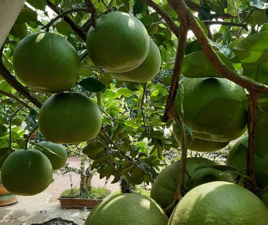 霹雳必买土产手信 白咖啡 淡汶柚子 Tambun Pomelo