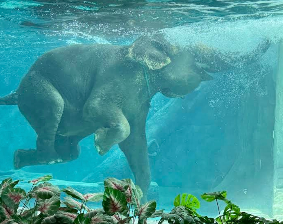 A’Famosa Safari Wonderland 野生动物园体验